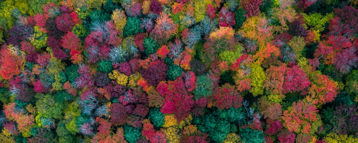 aerial view of foliage