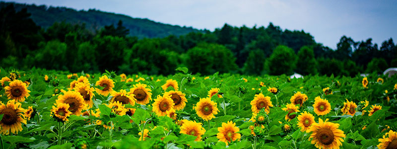 sunflower-festival_aerials_august-2023_030-resized.jpg