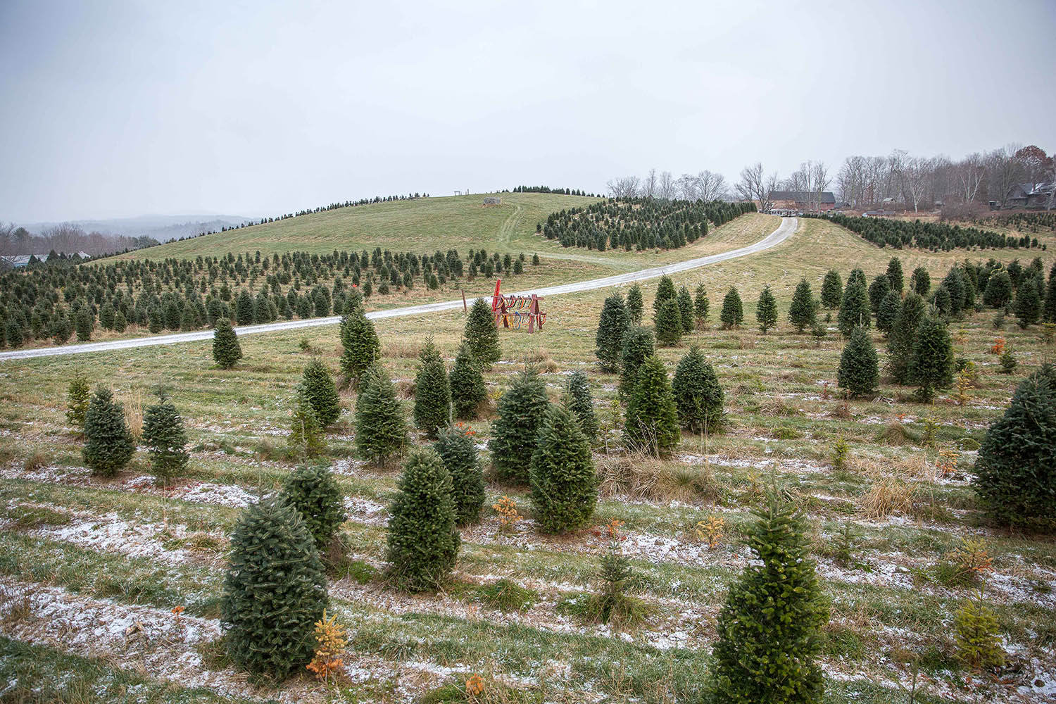 A christmas tree farm with trees in the light snow