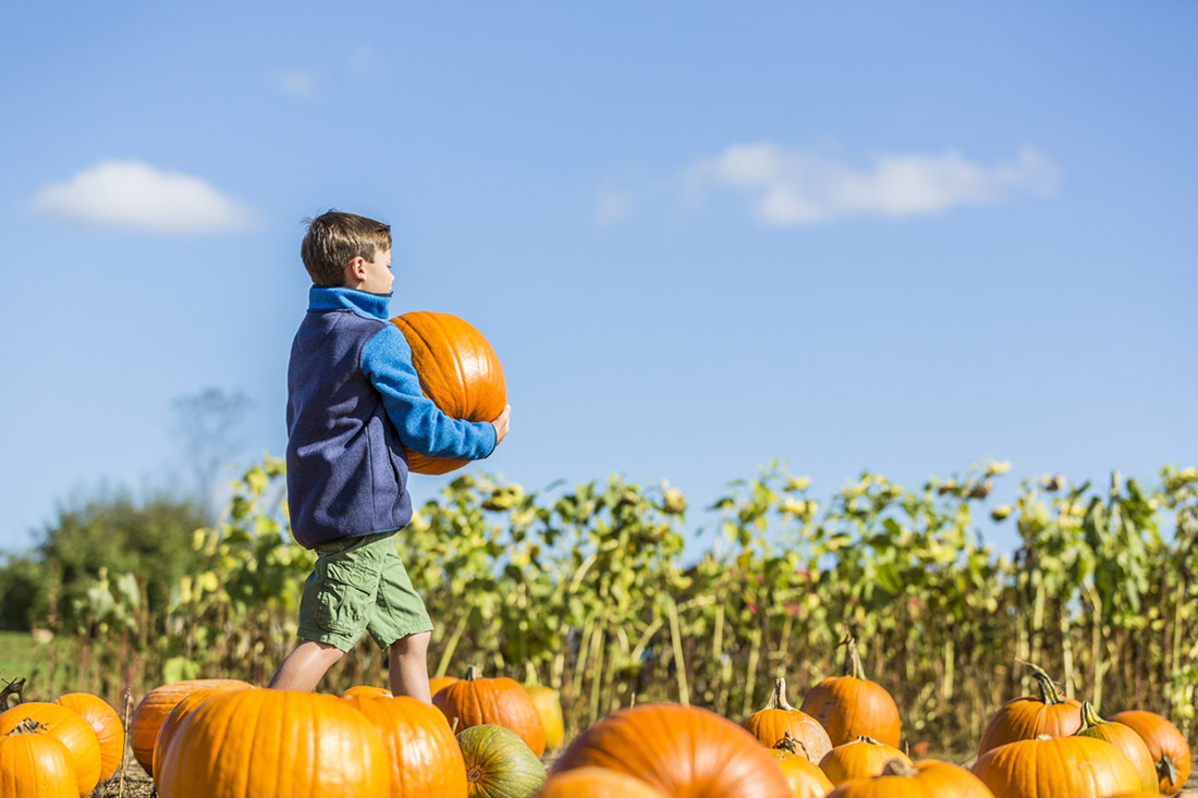 boy carrying pumpkin in pumpkin patch