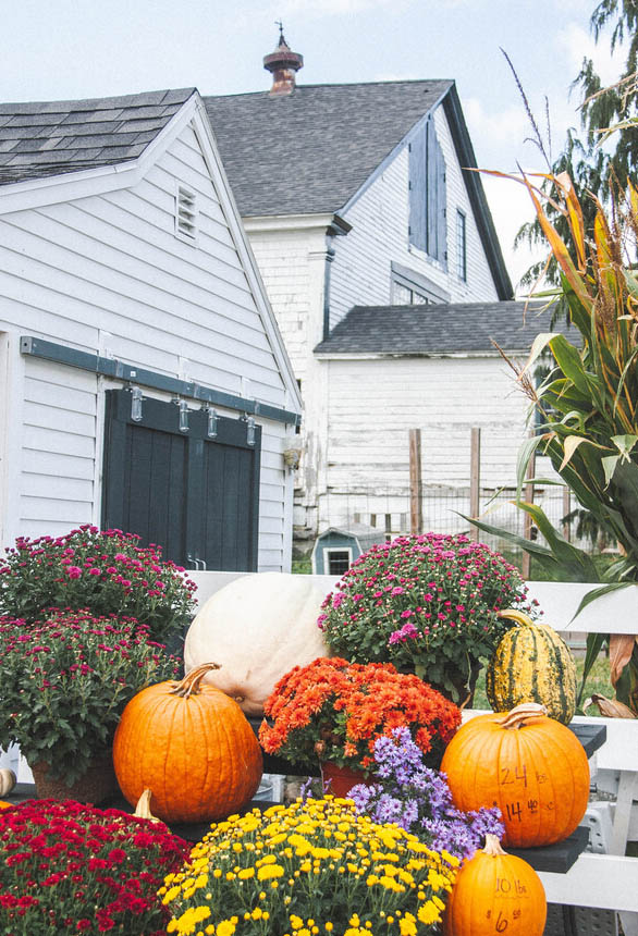 pumpkins outside a farm