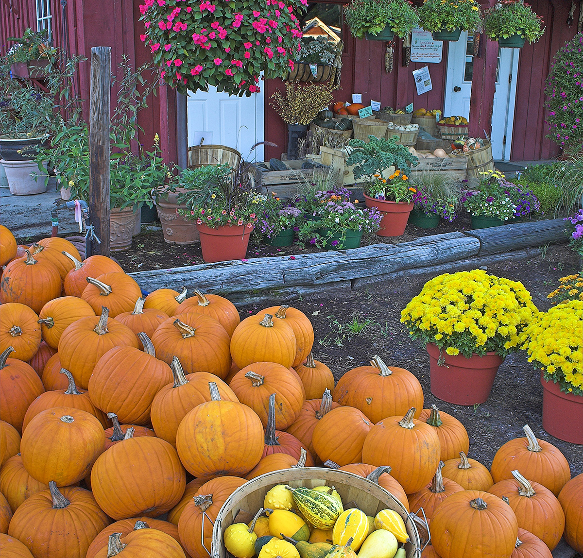 pumpkins and mums outside a barn