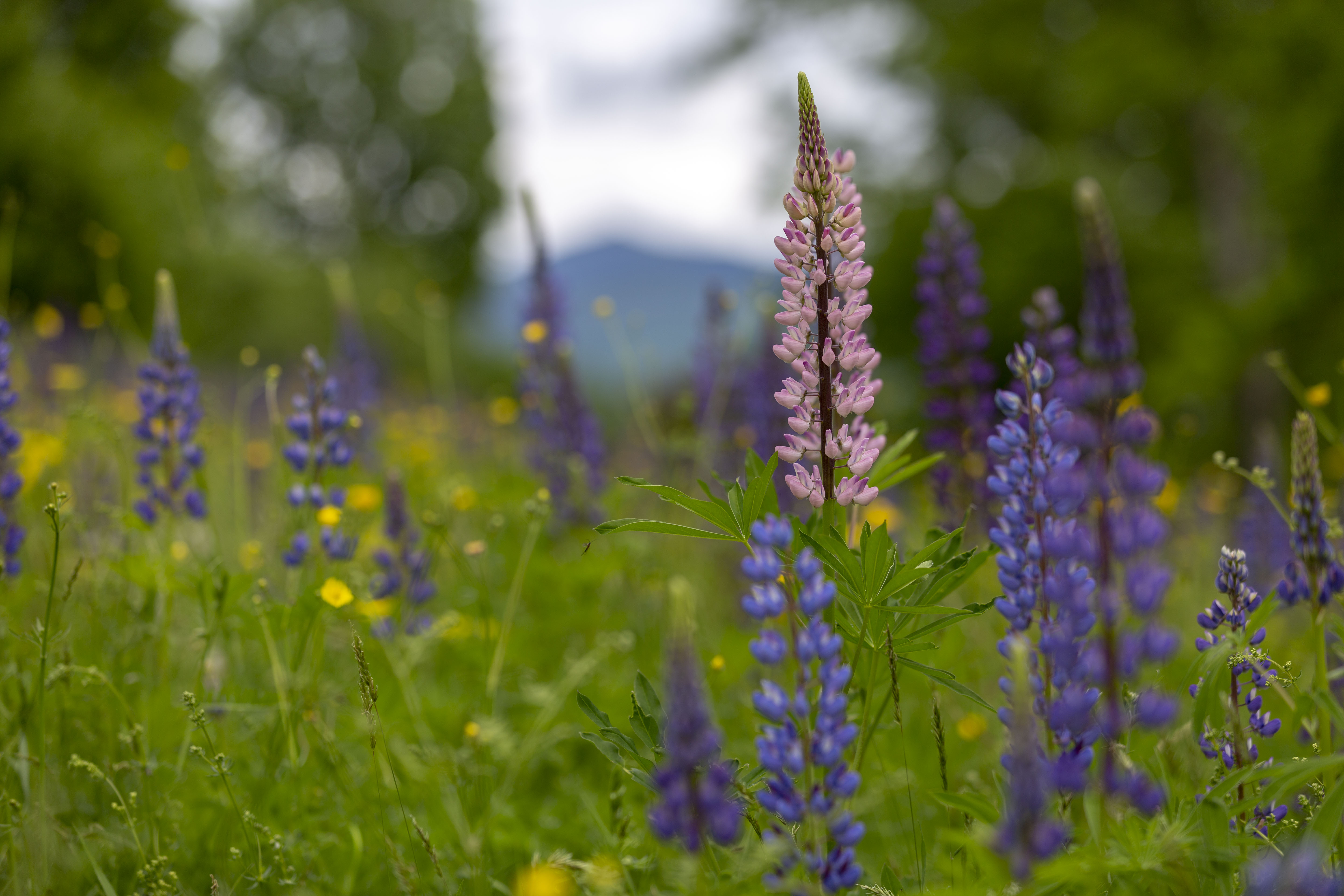 Lupines in a field 