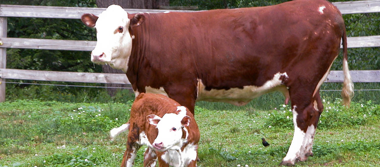 A mother and baby cow together