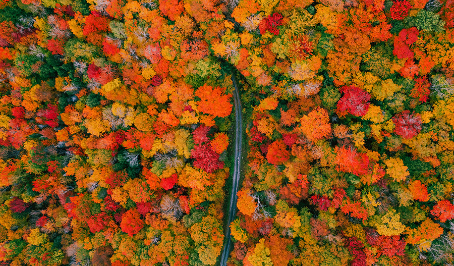 aerial view of foliage