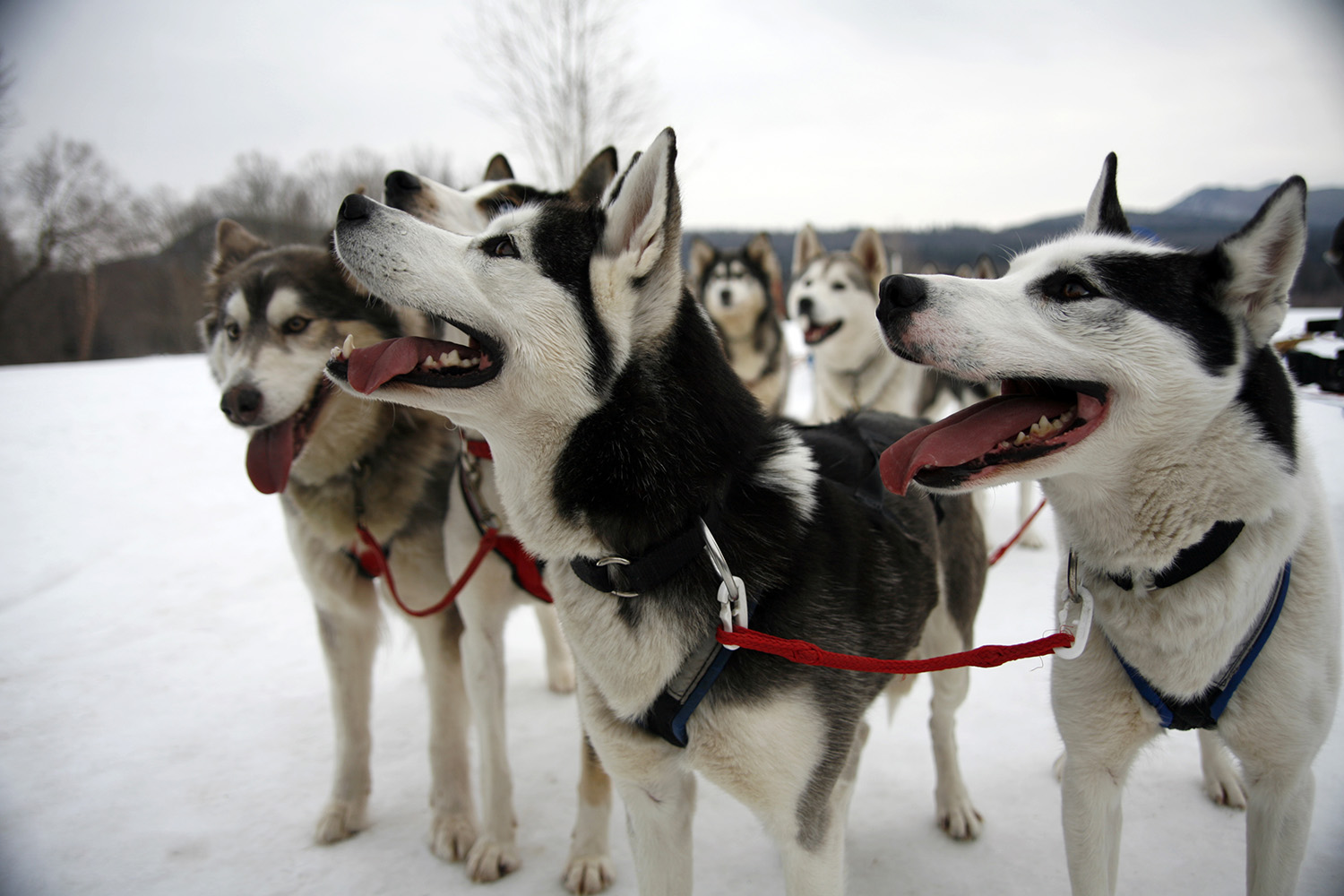 a team of sled dogs