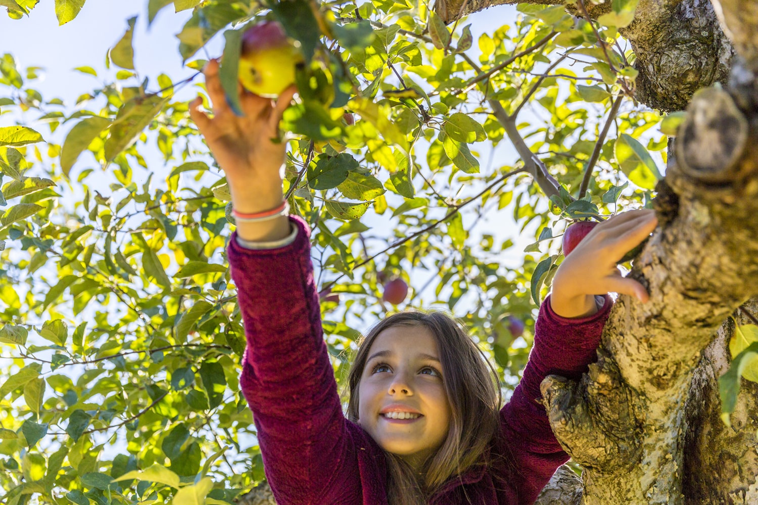 young girl picking an apple off of an apple tree